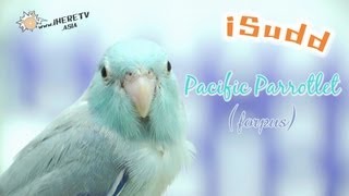 นกแก้วจิ๋ว Forpus (Pacific Parrotlet)