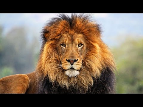 Video: Republikas Lauva Un Tukšums