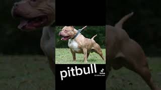 Pitbull