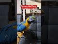 Приходил Дед Мороз, 🎅заморозил птицу. 🦜 #macaw #animal #bird #parrot #funny