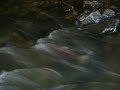 こんなドブ川にまさかこんな魚が泳いでいるとは