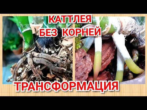 Каттлея без корней, проблема ризомы и реанимация орхидеи.