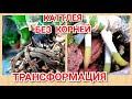 Каттлея без корней, проблема ризомы и реанимация орхидеи.