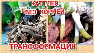 Каттлея без корней, проблема ризомы и реанимация орхидеи.