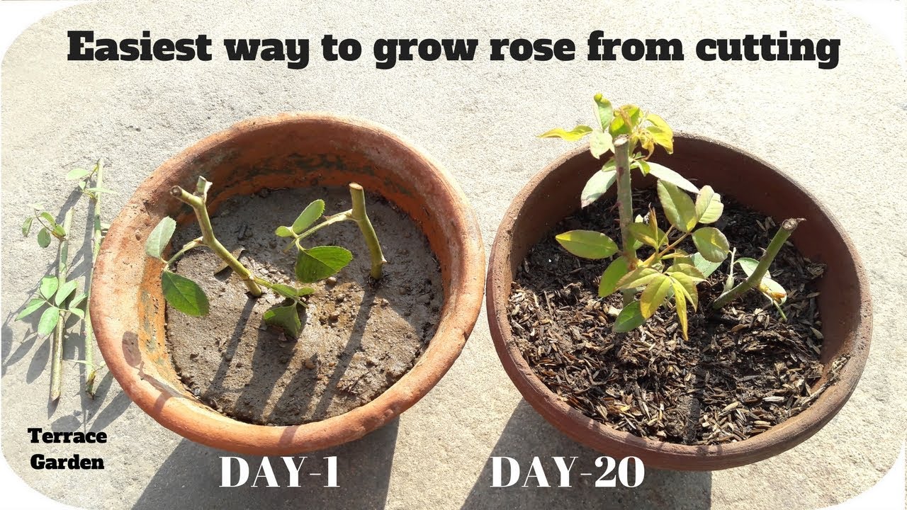 Grow Rose from Cuttings || गुलाब को कटिंग से लगाने का सबसे आसान तरीका [TERRACE GARDEN] - YouTube