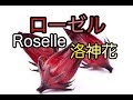 生のローゼルを初めて見ました♪I saw a raw Roselle for the first time第一次看到生的洛神花