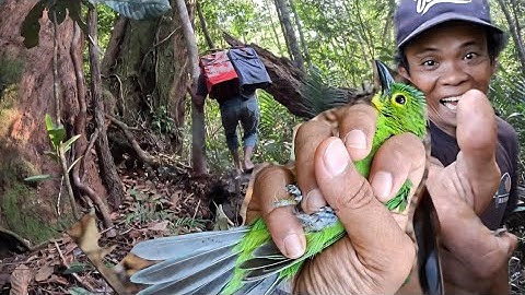 24 uur in het Mikat Cucak Ijo-bos, Bang Keman kreeg weer een super