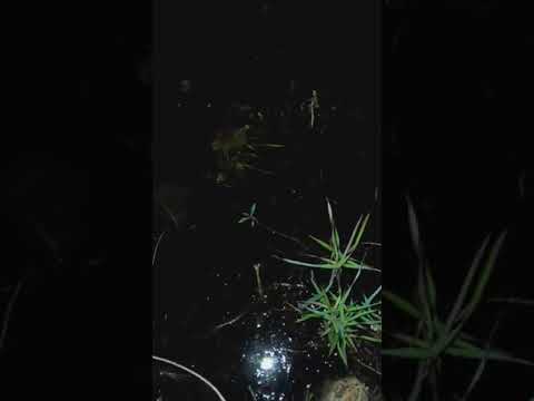Night bass fishing