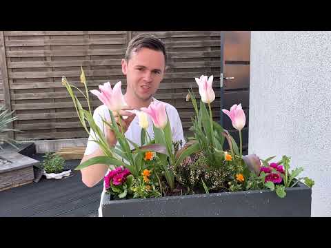 Vidéo: Faire fleurir les tulipes chaque année - Raisons et solutions pour les tulipes qui ne fleurissent pas