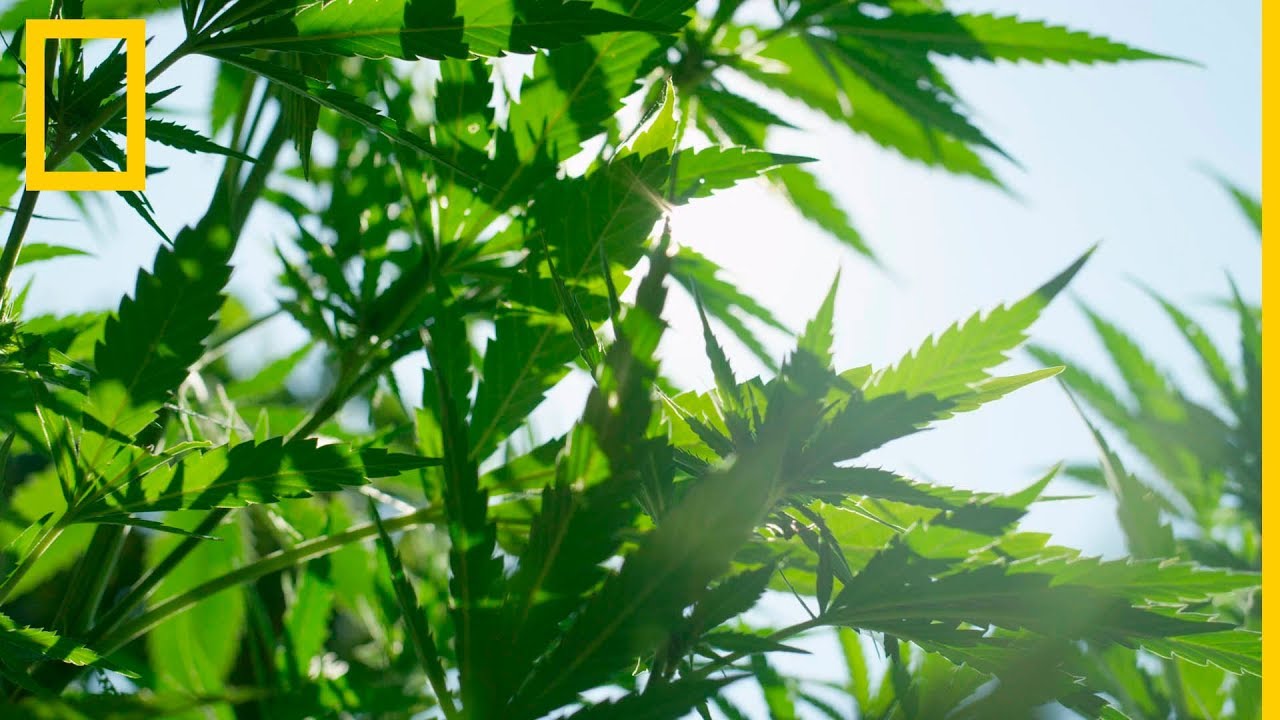 Cannabis 101 | National Geographic en Español