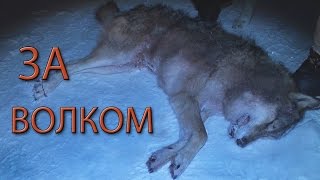 Охота на волка(Волки. Охота на Русском Севере., 2016-02-11T15:16:53.000Z)
