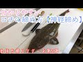 コチの締め方～三枚おろし【持ち帰りシリーズ】