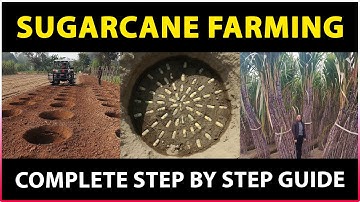 Sugarcane Farming (Complete Guide) | Sugarcane Cultivation, Crop Care, Harvesting and Processing