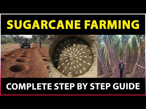 Sugarcane ring pit method PART : 05 #chanakyafarming - YouTube