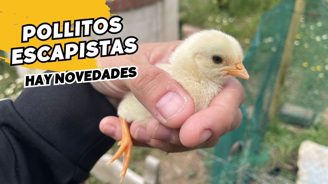 🐣No encuentro a un POLLITO y quito los tejados donde nacieron.  Son mi prioridad en la Finca! Vlog99
