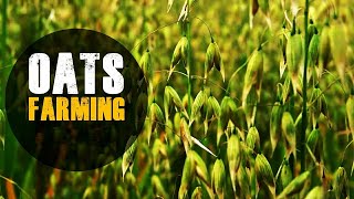 Oats Farming - Farm To Fork | Oats Cultivation | जई की खेती कैसे करें