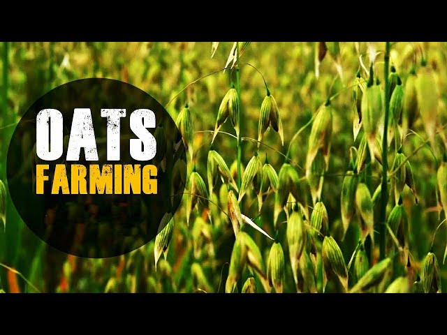 Oats Farming - Farm To Fork | Oats Cultivation | जई की खेती कैसे करें class=