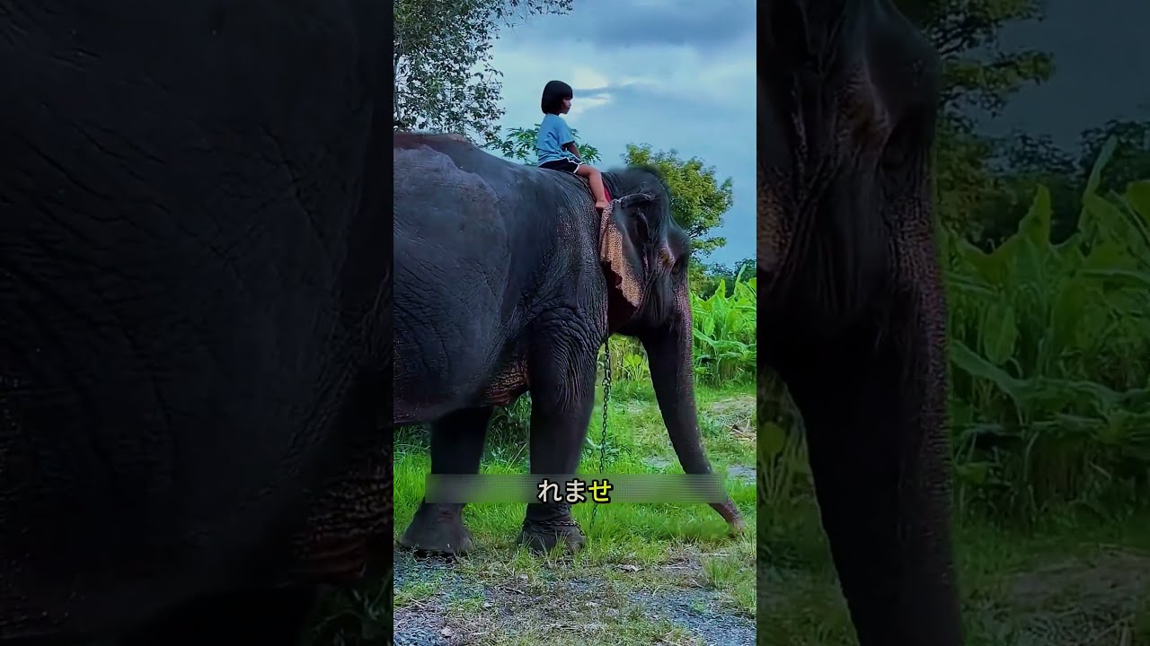 なぜこの女の子は象の上に乗りたかったの?🐘