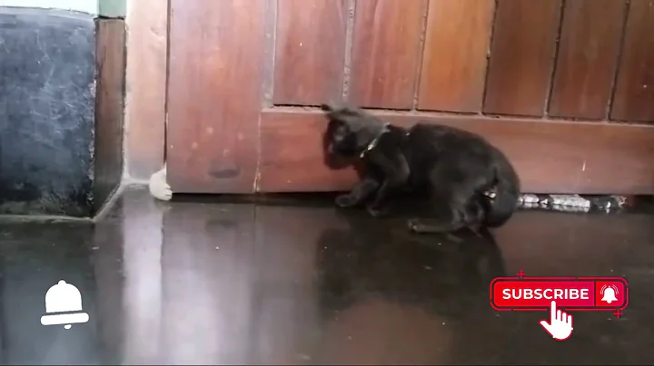 Video 4921741: cat kitten funnycatvideos, cats kitten compilation, playful kitten cute funnycatvideos, kitten compilation hilarious, laugh cats compilation, kitten smile