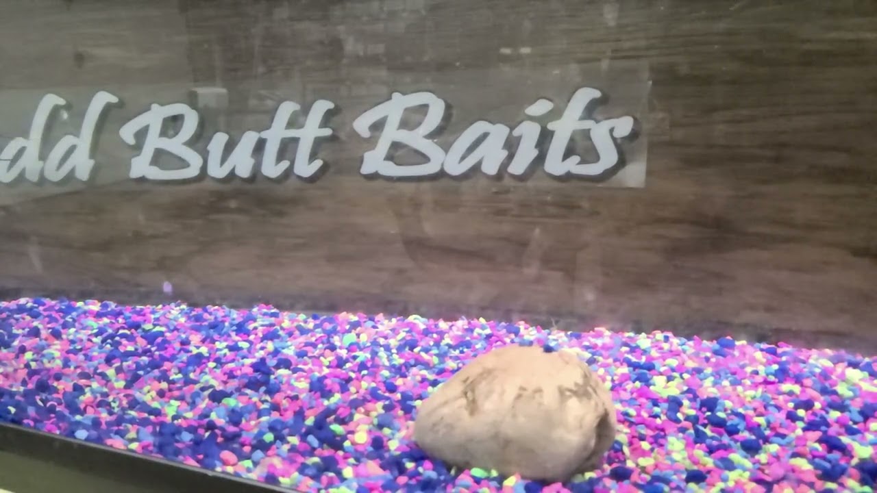 Mudd Butt Baits P-51 Series Spinnerbait. Bass/walleye/pike bait unlike anything with Quad blades.