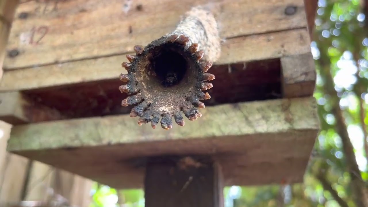 Meliponário de abelhas boca de renda no MT.