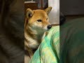 最初のパン🍞と最後のごはん🍚💯 #柴犬 #shibainu #しゃべる犬 #可愛い