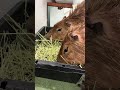 No thoughts, just munching 😋 #capybara #capybaracafe #animalcafe #tokyo #水豚