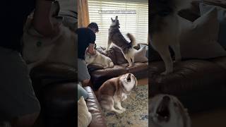 Watch my dog get jealous  #shorts #funnydog #husky #shortsvideo #lol #huskylife #dog #husky #funny