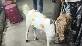 A very beautiful Totapuri Goat Kid