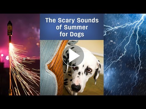 Snap! Crack! Boom! The Scary Sounds of Summer for Dogs