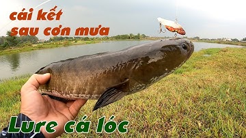 Câu Lure Cá Lóc ✅ Câu Cá Lóc Cặp Bờ Cỏ Sau Cơn Mưa Và Cái Kết | Tâm Râu Vlog #241