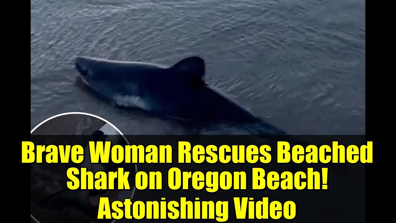 Brave Woman Rescues Beached Shark on Oregon Beach! Astonishing Video