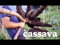 Everything you need to know about Cassava
