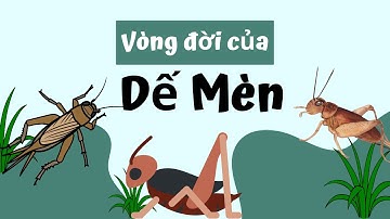 Vòng Đời Của Dế Mèn Bao Nhiều Ngày? Cùng Khám Phá Nhé!