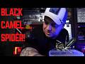 Black Solifugae and Other Rarities from Fairs! | Vlog #12
