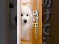 雷を怖がる大型犬が可愛すぎた… #samoyed #サモエド #癒し