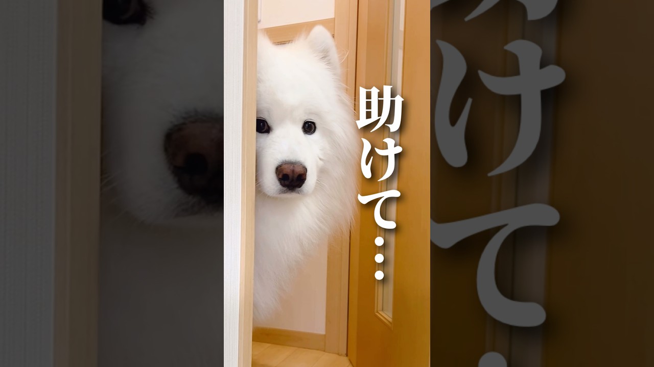 雷を怖がる大型犬が可愛すぎた… #samoyed #サモエド #癒し