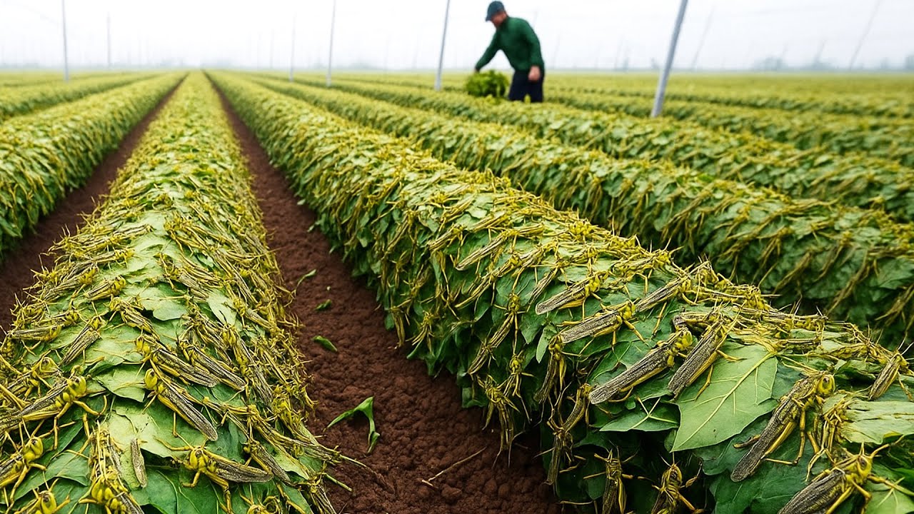 Как выращивают и перерабатывают миллиарды саранчи для получения мяса | Увлекательное разведение н...