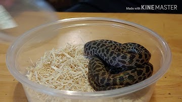 SNAKE UNBOXING!!! unboxing a spotted python from Dynasty reptiles.