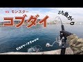 沖堤防に潜むモンスター！「巨大コブダイ」とのパワーファイトに挑戦