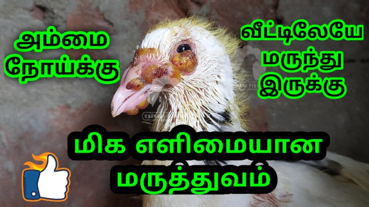 MEDICINE FOR PIGEON POX ( PURA AMMAI ) - TAMIL