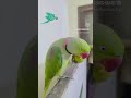 Parrot edit trending birds totalgaming allah