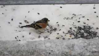 Winter bird feeder in Sofia - Finches conflict