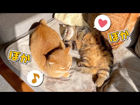 日差しが気持ち良すぎて心までポカポカ優しくなった猫たちが可愛い！