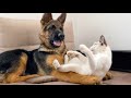 German Shepherd Puppy vs. Kitten [TRY NOT TO LAUGH]