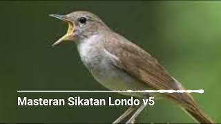 Download Lagu Suara Masteran Sikatan Londo variasi 5 MP3
