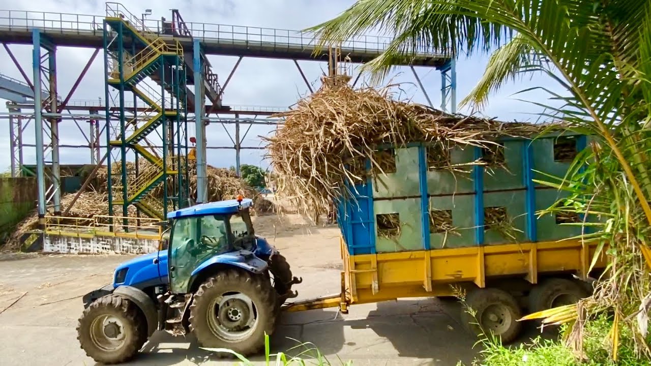 Pesée de la canne à sucre à Sainte-Rose 🚜