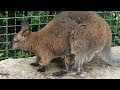 Малышка кенгуреныш с мамой. Baby kangaroo with mom.