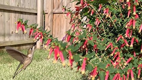 Ruby-throated Hummingbird Feeding On Flowers - Slow Motion (1/8x)