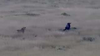 lioness hide in grass attack wildebeest and bring it down video 